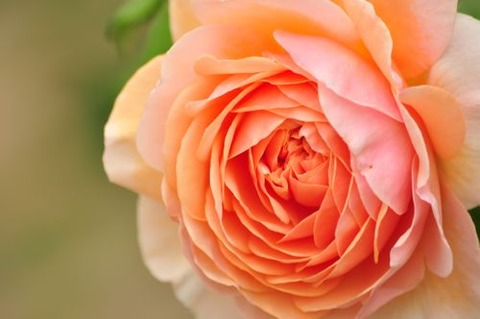 PP_englishrose