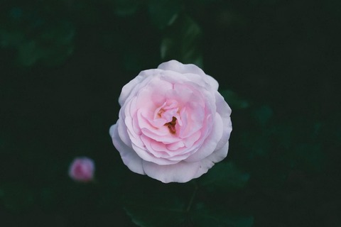 01.PORTRA_Snap_1_TP_V