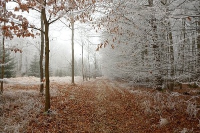 forest-path-2141331__340