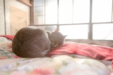 PAK85_ohirunenuko20150109092625