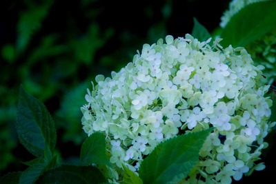 N695_shiroiajisai_TP_V