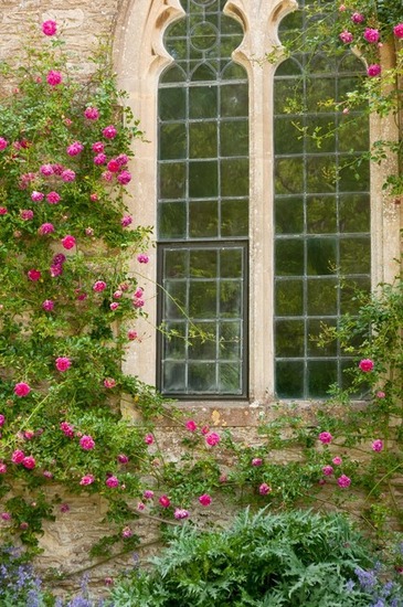 NKJ52_reikokkukuraimingrose_TP_V4