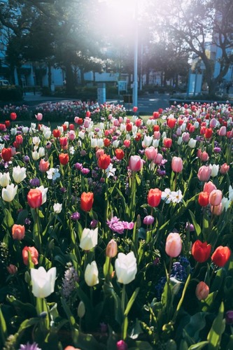 garden458A3739