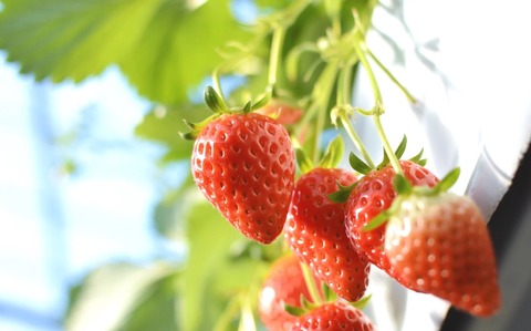 YOU75_ichigogari_TP_V