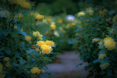 tuchimoto_p612D20_TP_V (1)