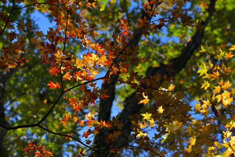 RED1211018_TP_V
