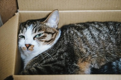 nekotodokimashita171027_TP_V