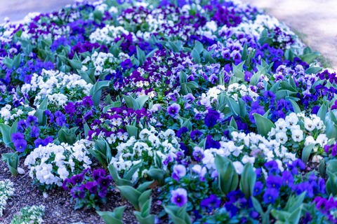 ELFA315DSC05461_TP_V