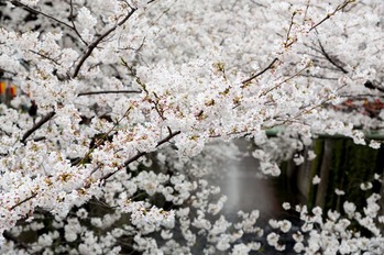 JS745_8buzakinosakura_TP_V1