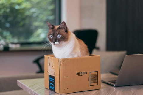 nekocatPAR587272420_TP_V