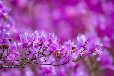 zubotty202sDSC_9944-x_TP_V