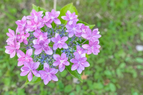 rinmon625-9597_TP_V