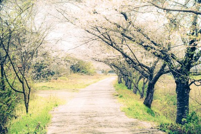 tuchimoto_p612D29_TP_V