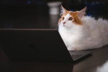 cat126IMGL6511