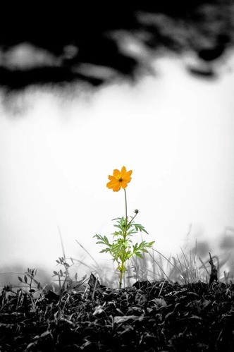 cosmos-sk8456_TP_V4