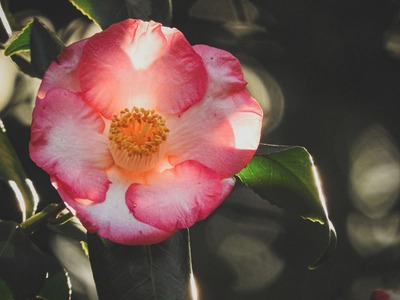 mitte2039ADSCN8853_TP_V