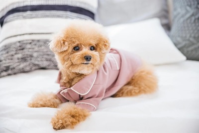 kotetsuPAR514132001_TP_V