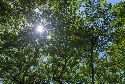 N695_komorebitotaiyou_TP_V