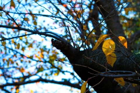 PPO_huyunokareha_TP_V