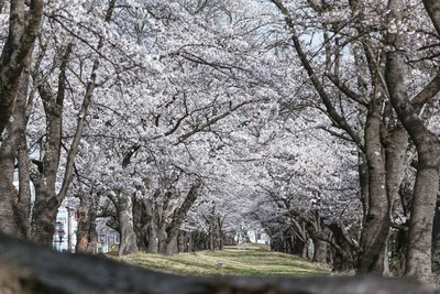 ikeda_sakura_S1_77861563_TP_V