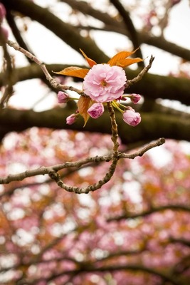 pp_sakura_TP_V4