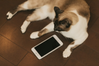 cat9V9A9026_TP_V