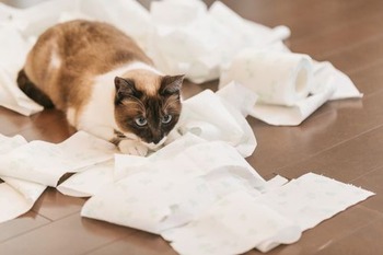 CAT9V9A9572