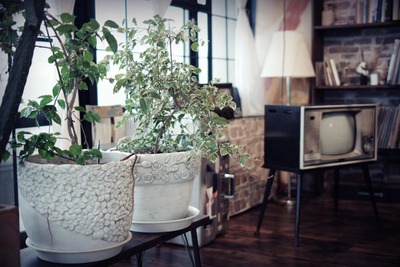 pentafan-susipakuIMGP7921_TP_V