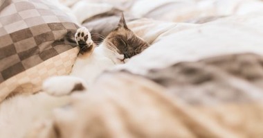 CAT9V9A9656