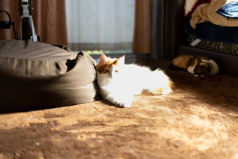 crowncat4020136_TP_V