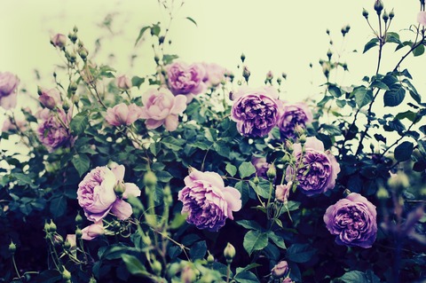 ELL85_kaikoteki_TP_V