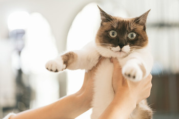 NEKO9V9A9131_TP_V1