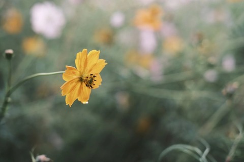 REDSG2153B074_TP_V