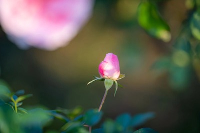 haro20211120-A7305441_TP_V