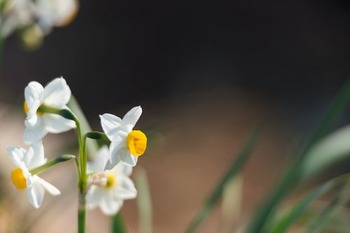 MAR86_suisenn20140225