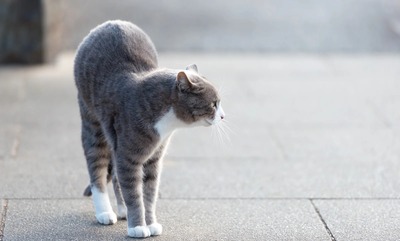 MAR88_meneko20140113_TP_V