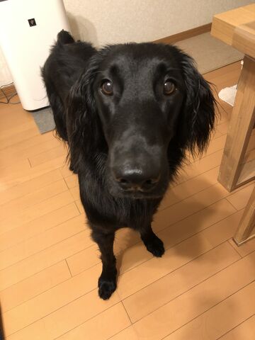 フラン 胃腸炎 きままフラット ブランディー でちでち真白物語