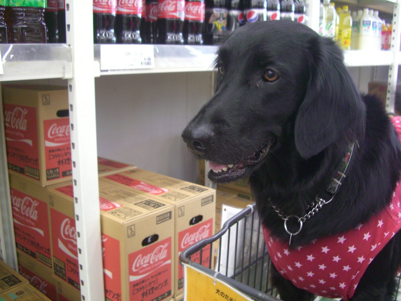 大型犬なんですけど きままフラット ブランディー でちでち真白物語 大型犬なんですけど きままフラット ブランディー でちでち真白物語