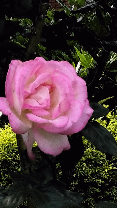IMG20230506064627
