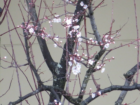 20200308141508_IMG_0110