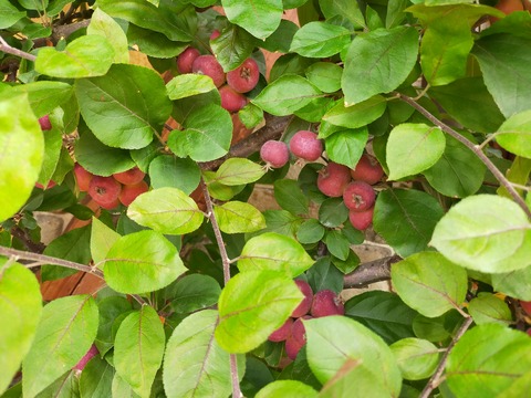 IMG20210706124259