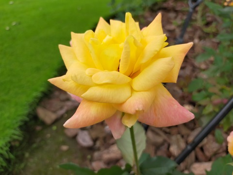 IMG20210706145759