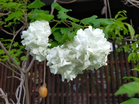 IMG20220506055129