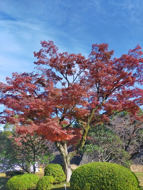 IMG20221204100433