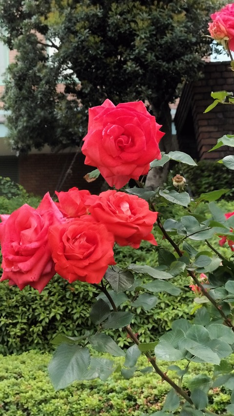 IMG20230506064717