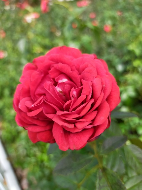 IMG20221003124649
