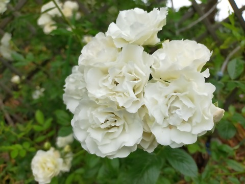 IMG20220521064433