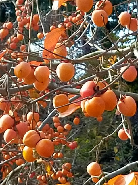 IMG20221204102851