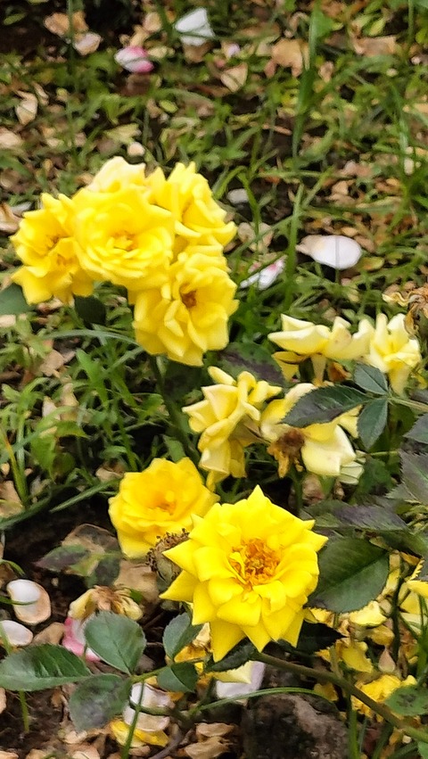 IMG20230513090300