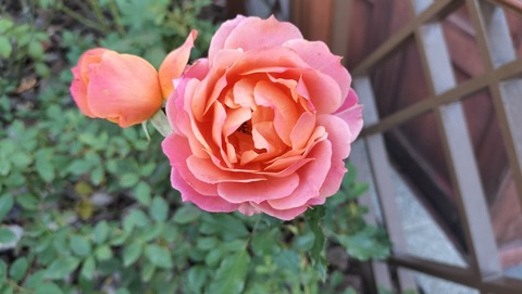 IMG20231204131002
